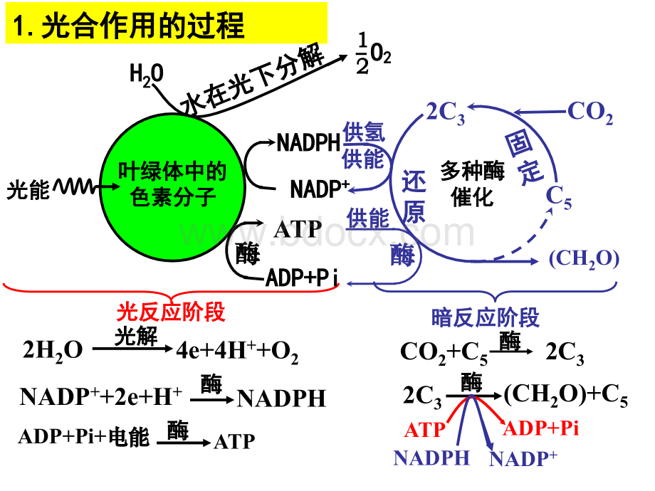 生物：5.4.2《光合作用的原理和应用》课件(2)(新人教版必修1).ppt_第2页