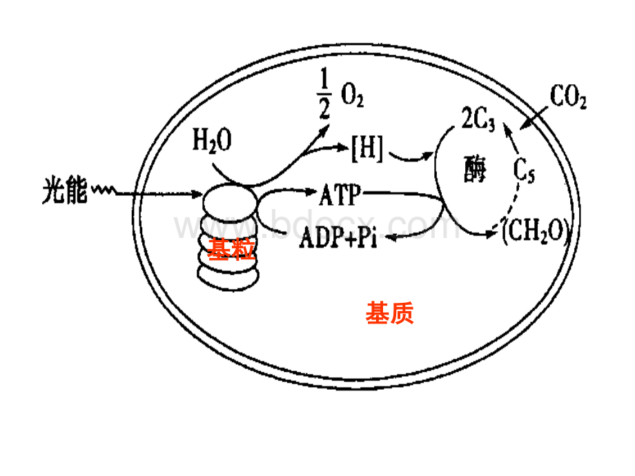 生物：5.4.2《光合作用的原理和应用》课件(2)(新人教版必修1).ppt_第3页