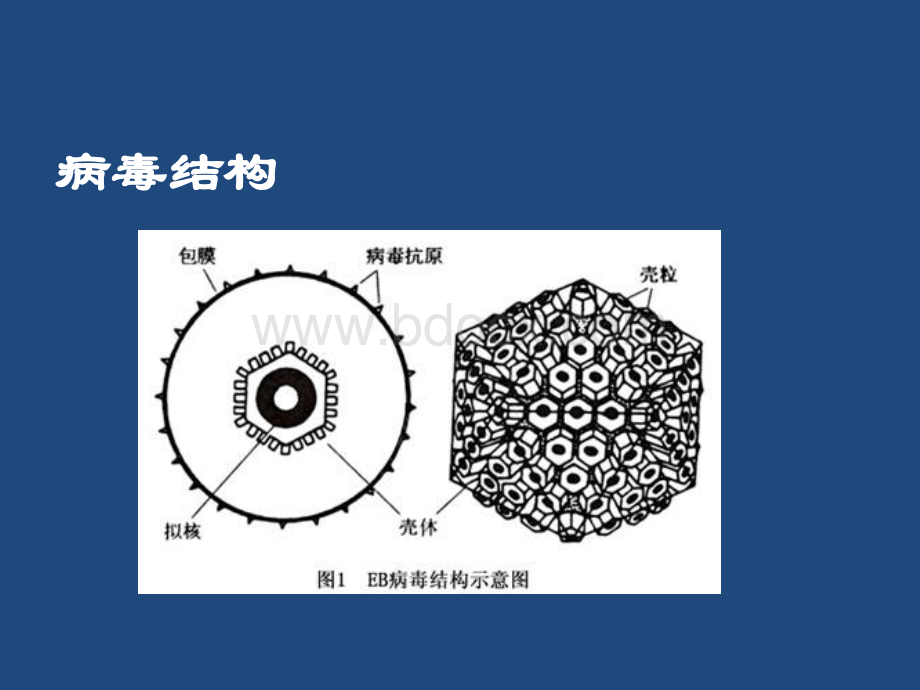 儿童EB病毒感染--儿科业务学习.pptx_第3页