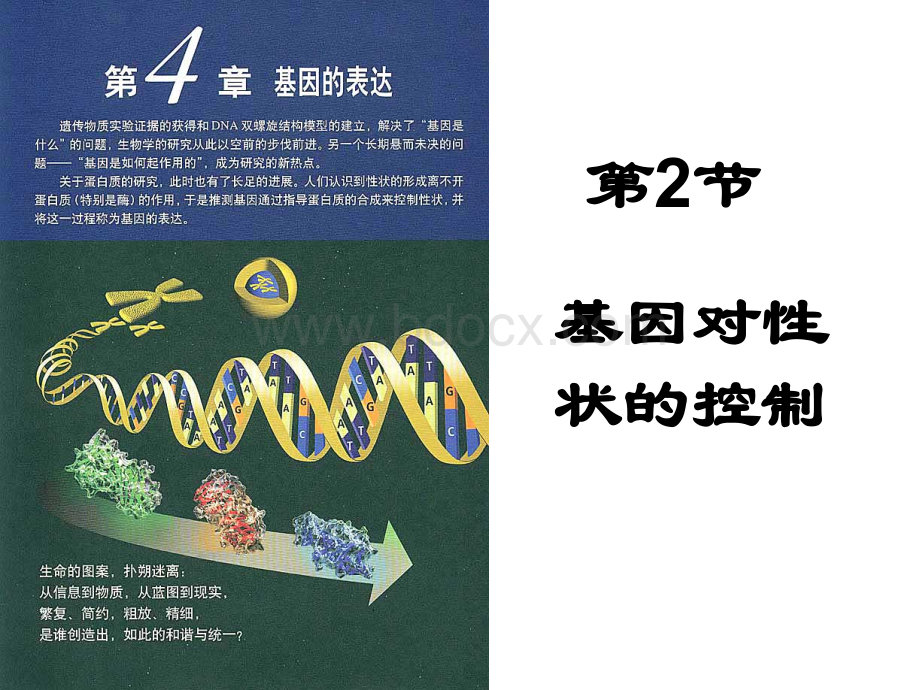 基因对性状的控制课件.ppt_第1页