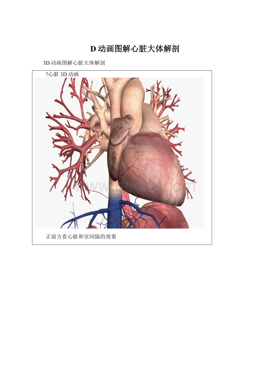 D动画图解心脏大体解剖.docx_第1页