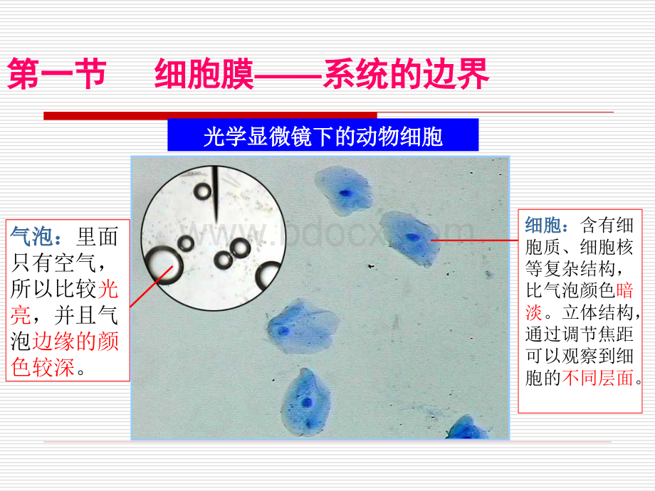 细胞膜系统的边界公开课PPT格式课件下载.ppt_第3页