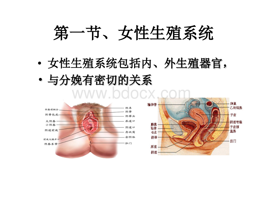 女性生殖系统优质PPT.pptx_第2页