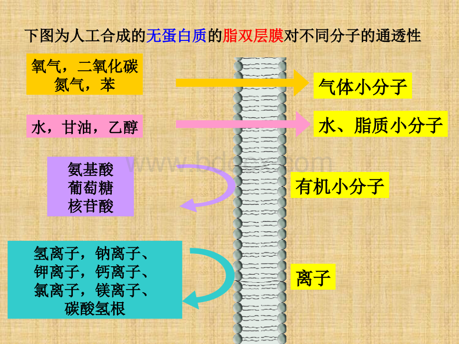 物质跨膜运输的方式(课件)PPT课件下载推荐.ppt_第2页