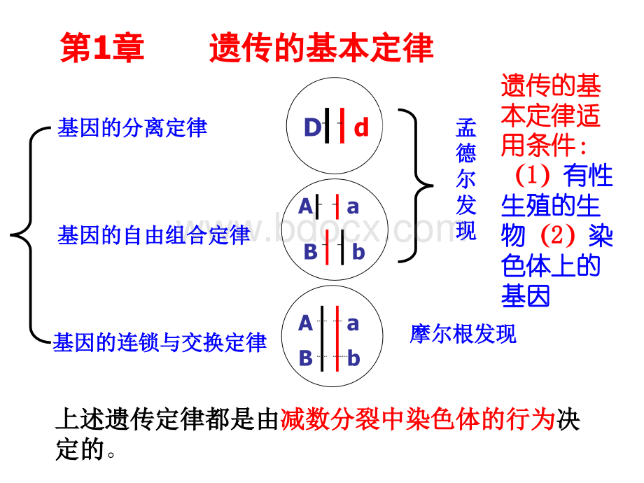 一、孟德尔的豌豆杂交实验(1)基因的分离定律(复习)PPT文档格式.ppt_第1页