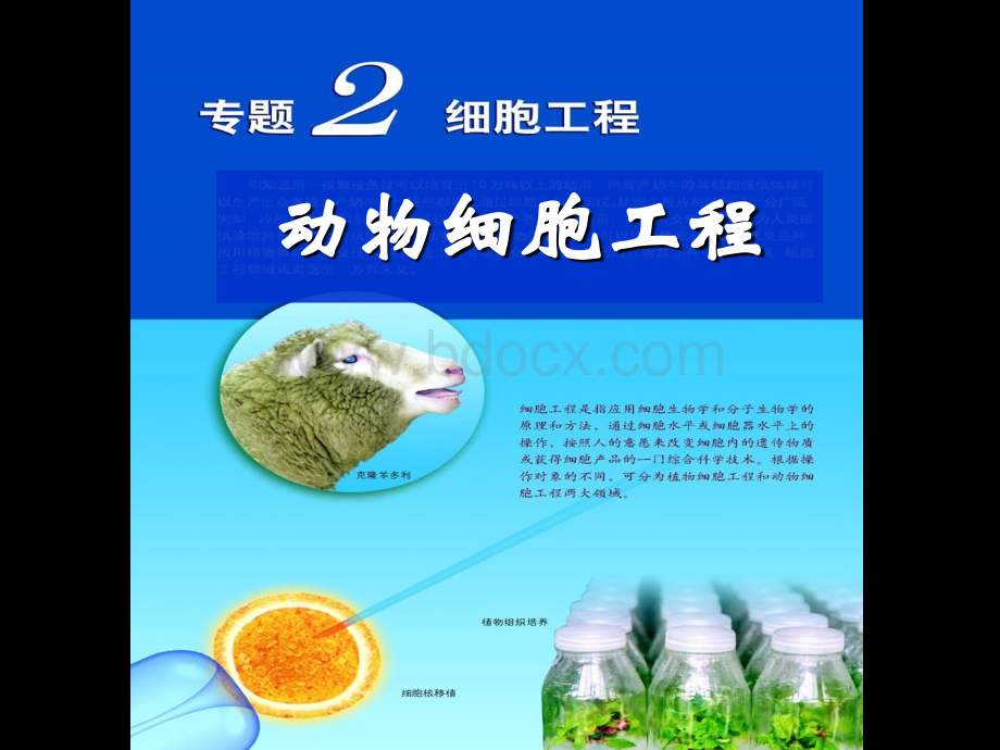 动物细胞培养和核移植技术理科.ppt