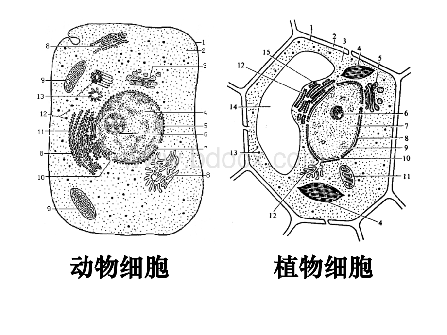 高一生物必修一第2节细胞器—系统内的分工合作PPT文件格式下载.ppt_第3页