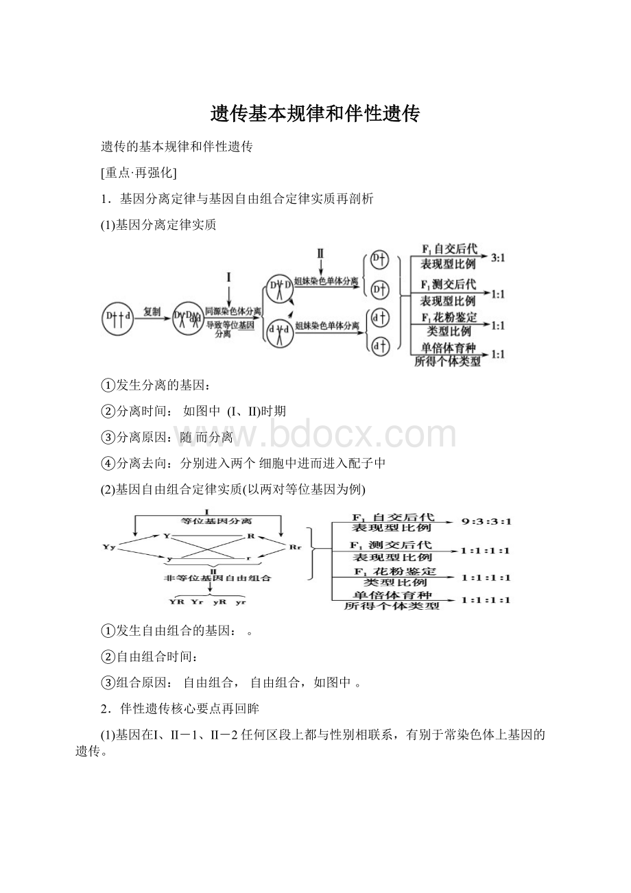 遗传基本规律和伴性遗传文档格式.docx_第1页