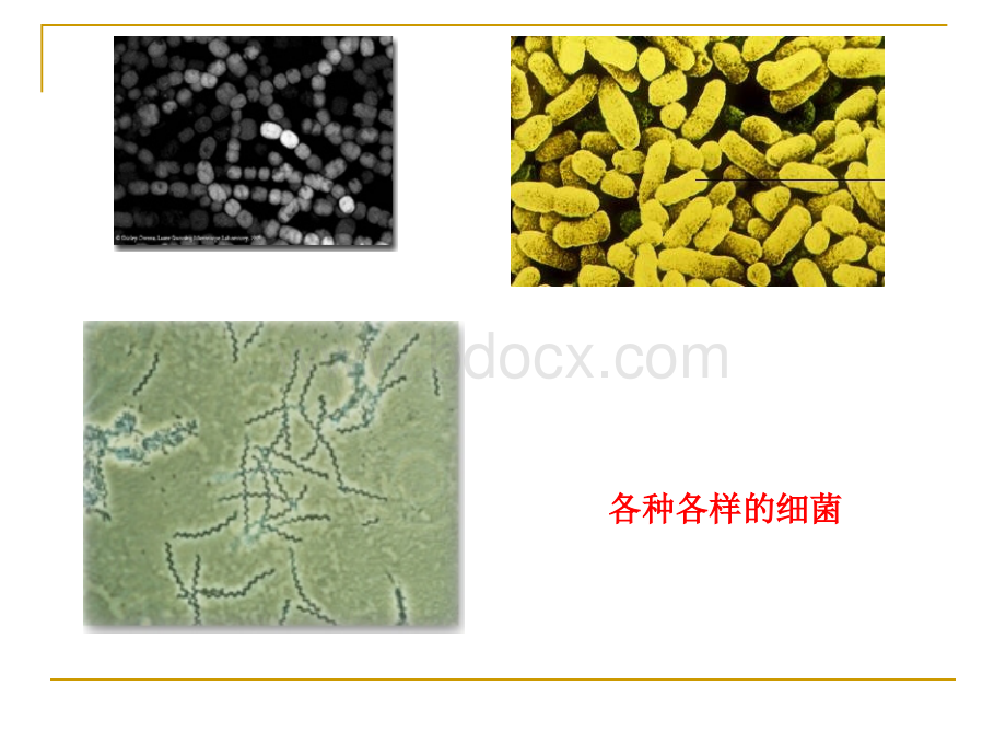 动物体的细胞识别和免疫课件()优质PPT.ppt_第2页