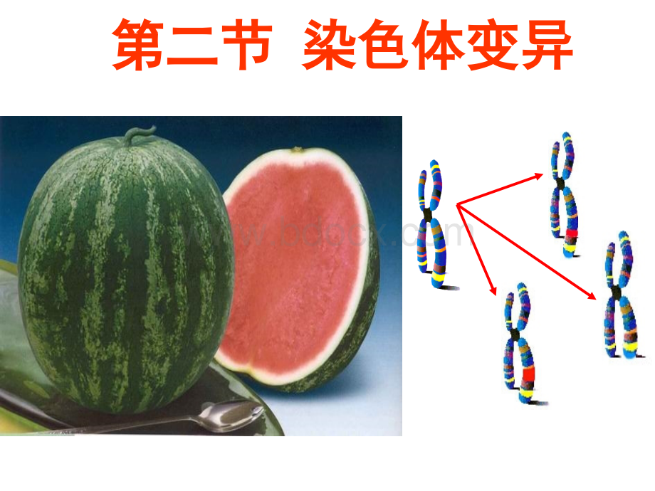 第五章第2节染色体变异pptPPT文件格式下载.ppt