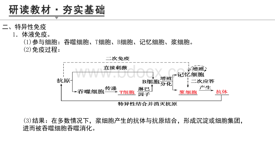 免疫调节一轮知识点.pptx_第3页