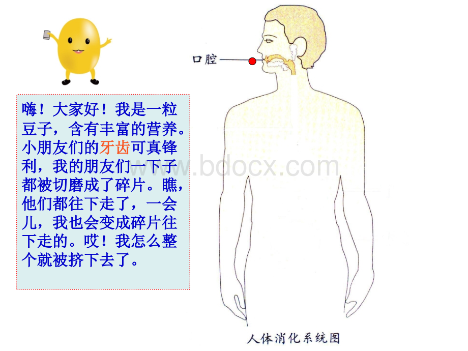 幼儿园健康《食物的旅行》.pptx_第2页