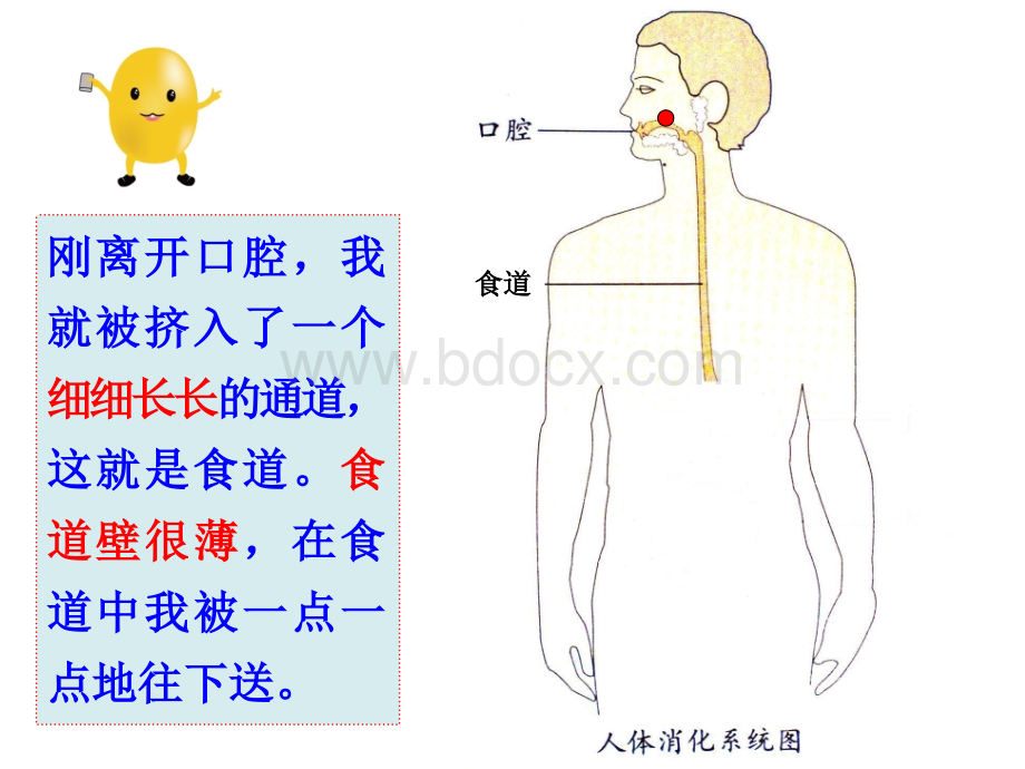 幼儿园健康《食物的旅行》.pptx_第3页