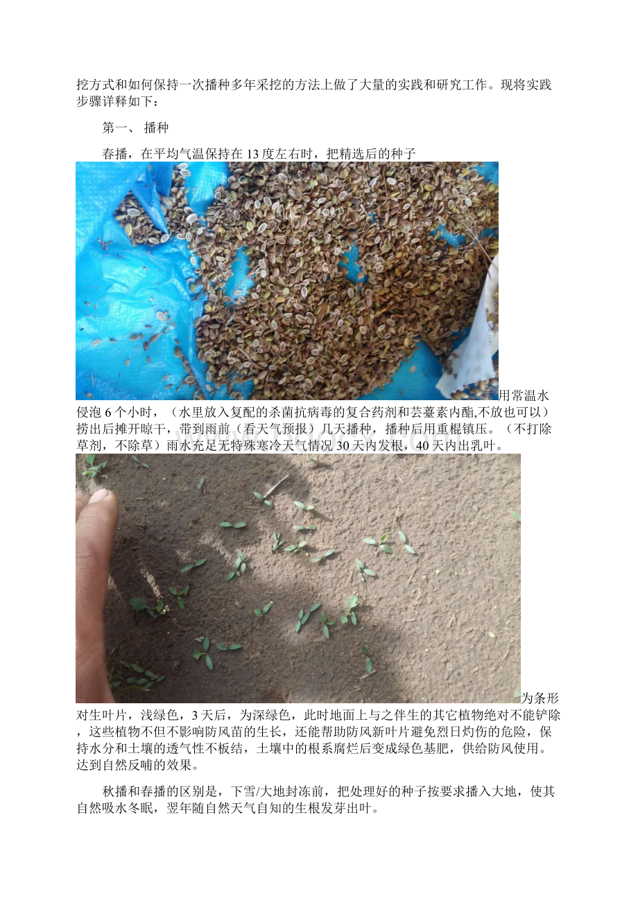 防风种植技巧赵金峰.docx_第2页