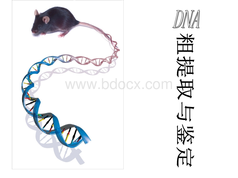 DNA的粗提取与鉴定课件PPT格式课件下载.ppt