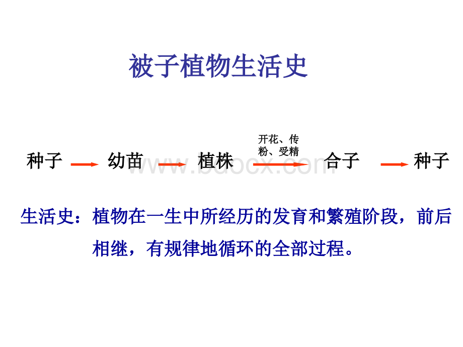 被子植物生活史PPT文件格式下载.ppt_第1页