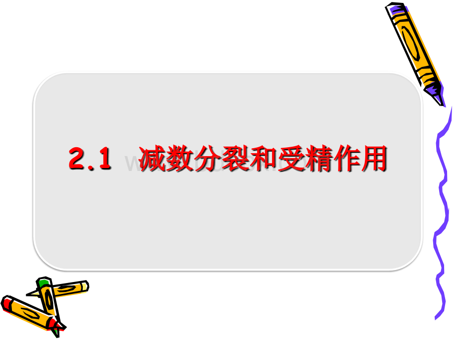 减数分裂动画版.ppt