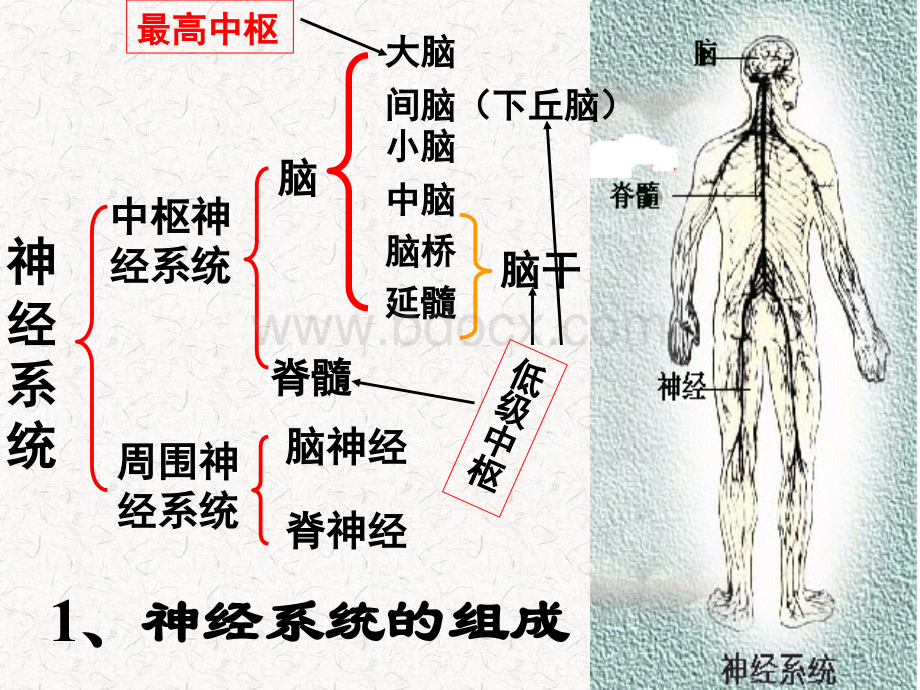 神经调节的结构基础和反射.ppt_第3页