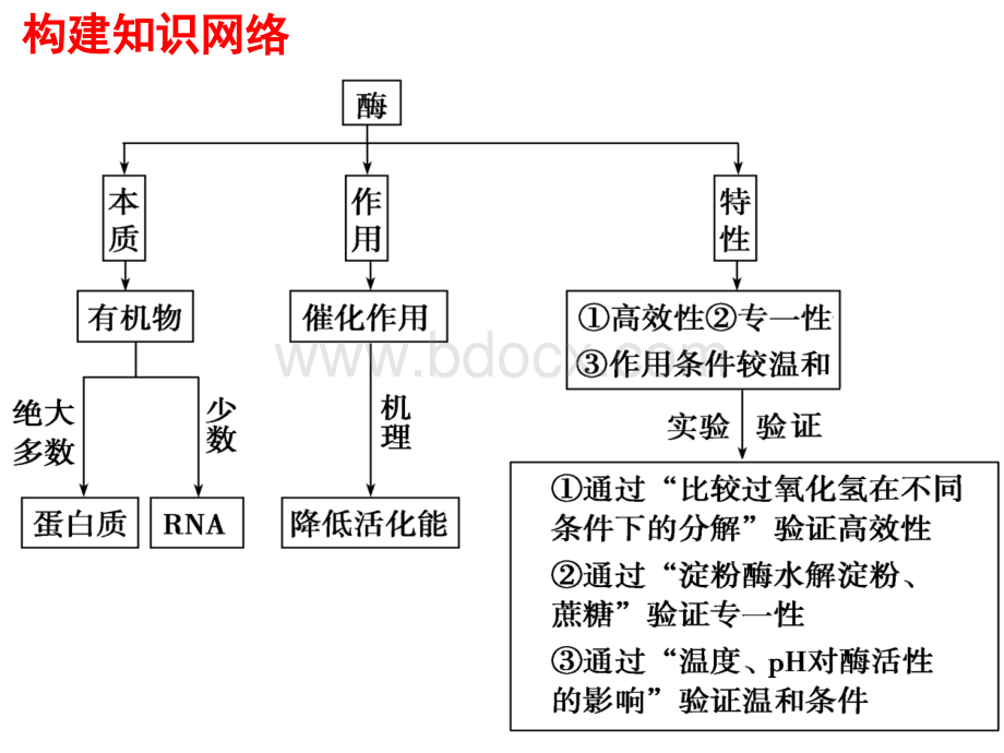 生物一轮复习降低化学反应活化能的酶PPT课件下载推荐.ppt_第2页