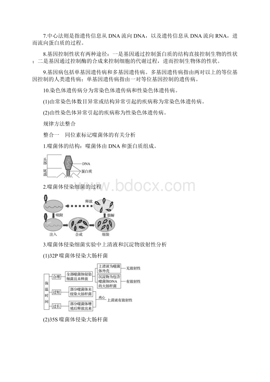 版高中生物第四章遗传的分子基础章末整合提升教学案苏教版必修2Word文档格式.docx_第2页