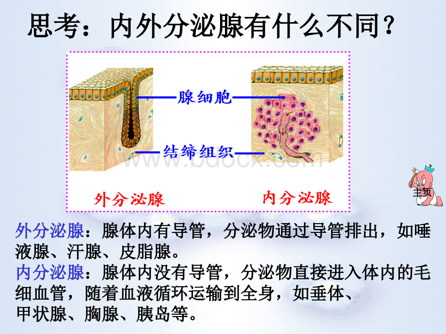 激素调节(共31张PPT)PPT格式课件下载.ppt_第3页