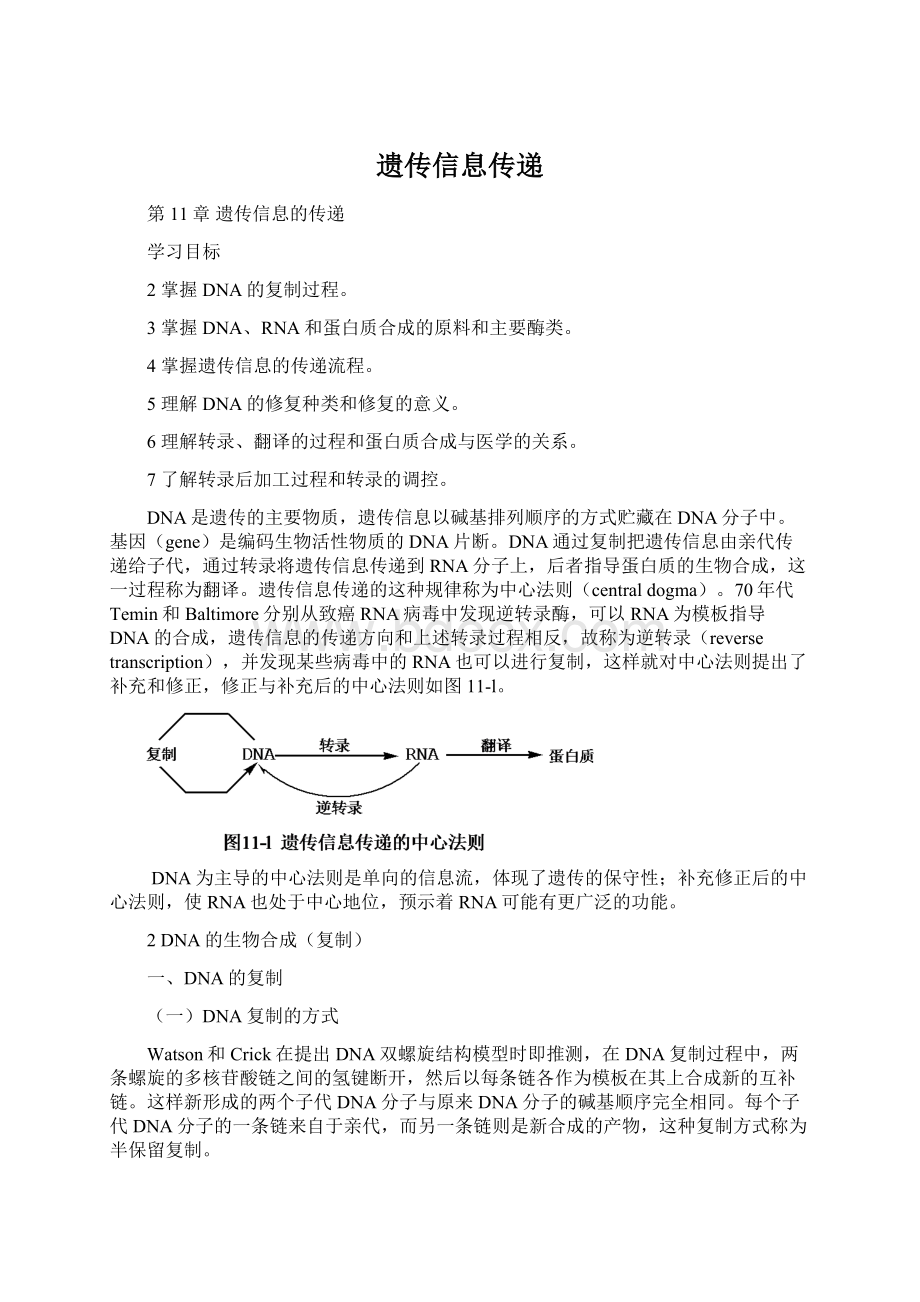 遗传信息传递Word文档下载推荐.docx