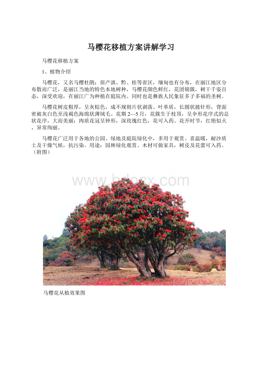 马樱花移植方案讲解学习Word下载.docx