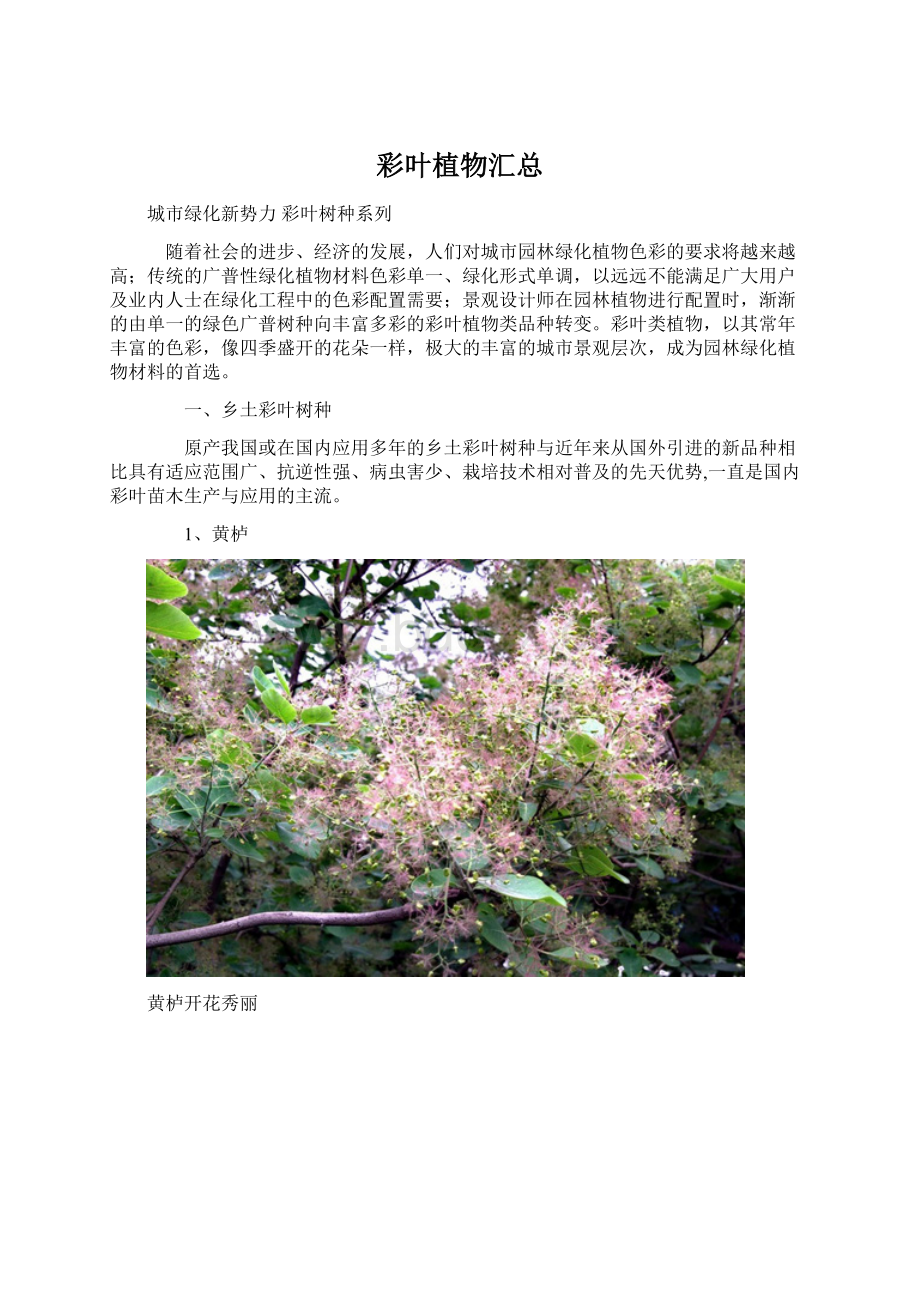 彩叶植物汇总.docx_第1页