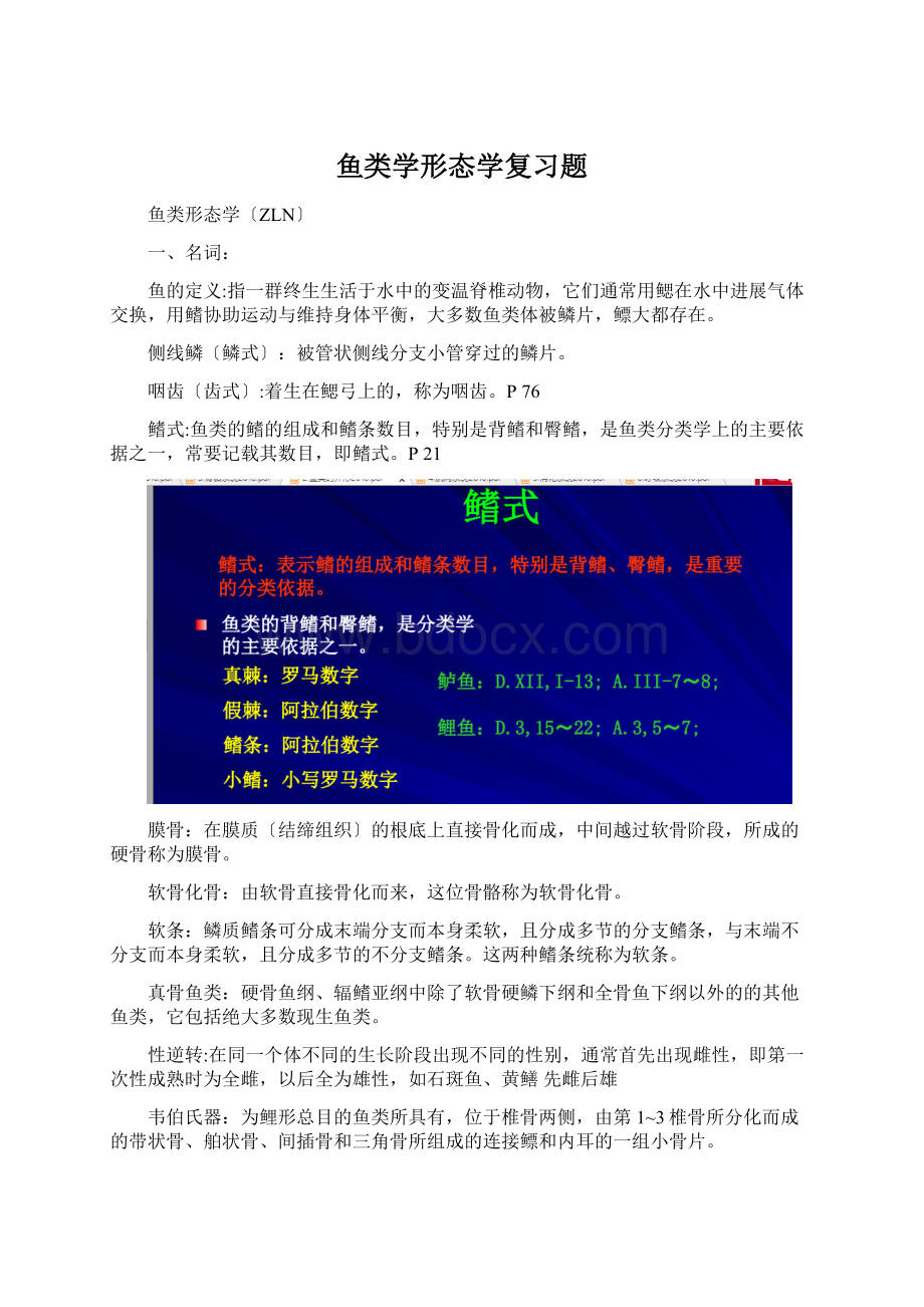 鱼类学形态学复习题Word文档格式.docx_第1页