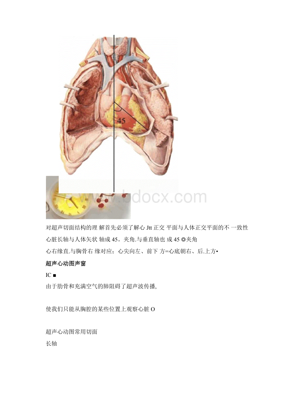 心脏超声常用切面及解剖Word下载.docx_第2页