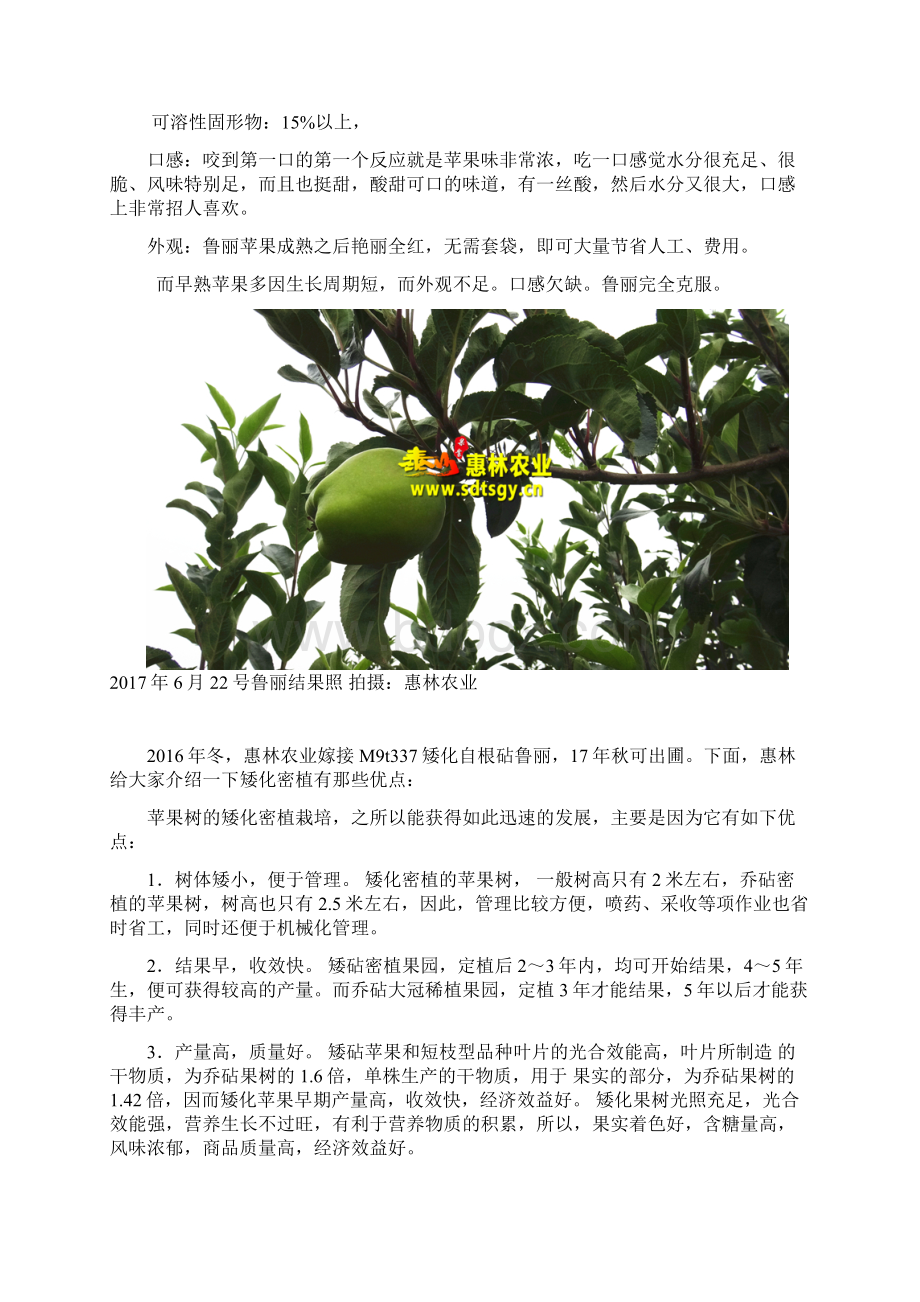 Mt矮化鲁丽苹果苗早熟苹果树苗中独占鳌头Word下载.docx_第2页