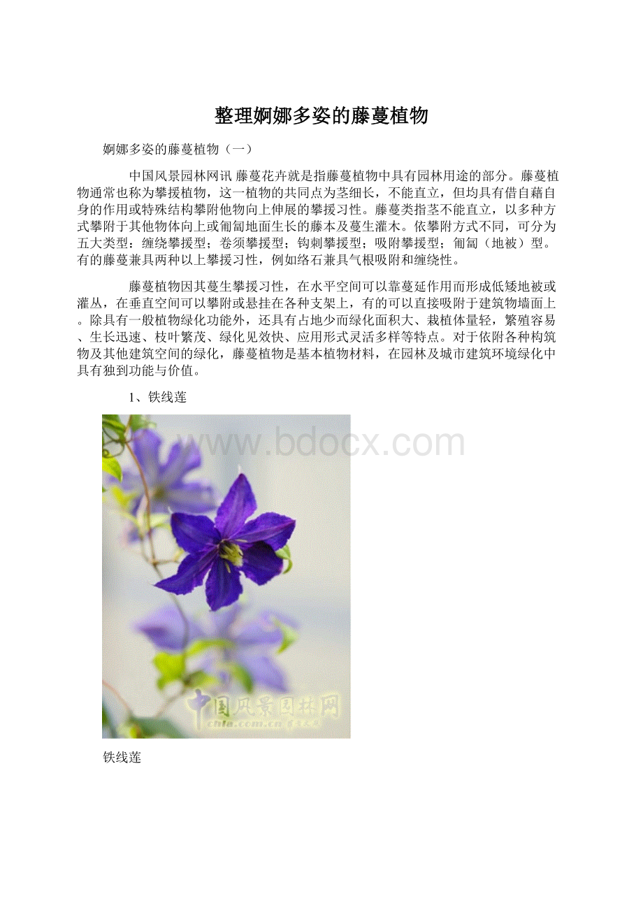 整理婀娜多姿的藤蔓植物Word格式文档下载.docx