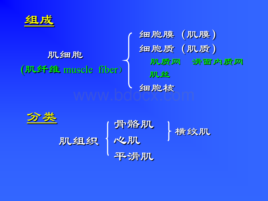 组织胚胎学课件组织胚胎学课件06-肌组织.ppt_第2页