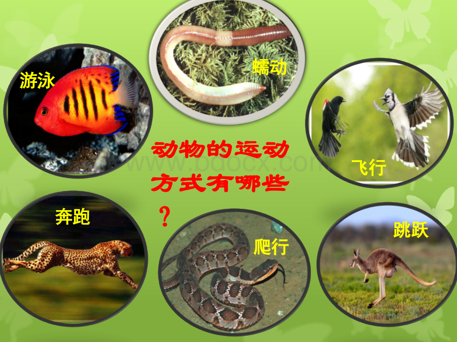 动物的运动.ppt_第2页