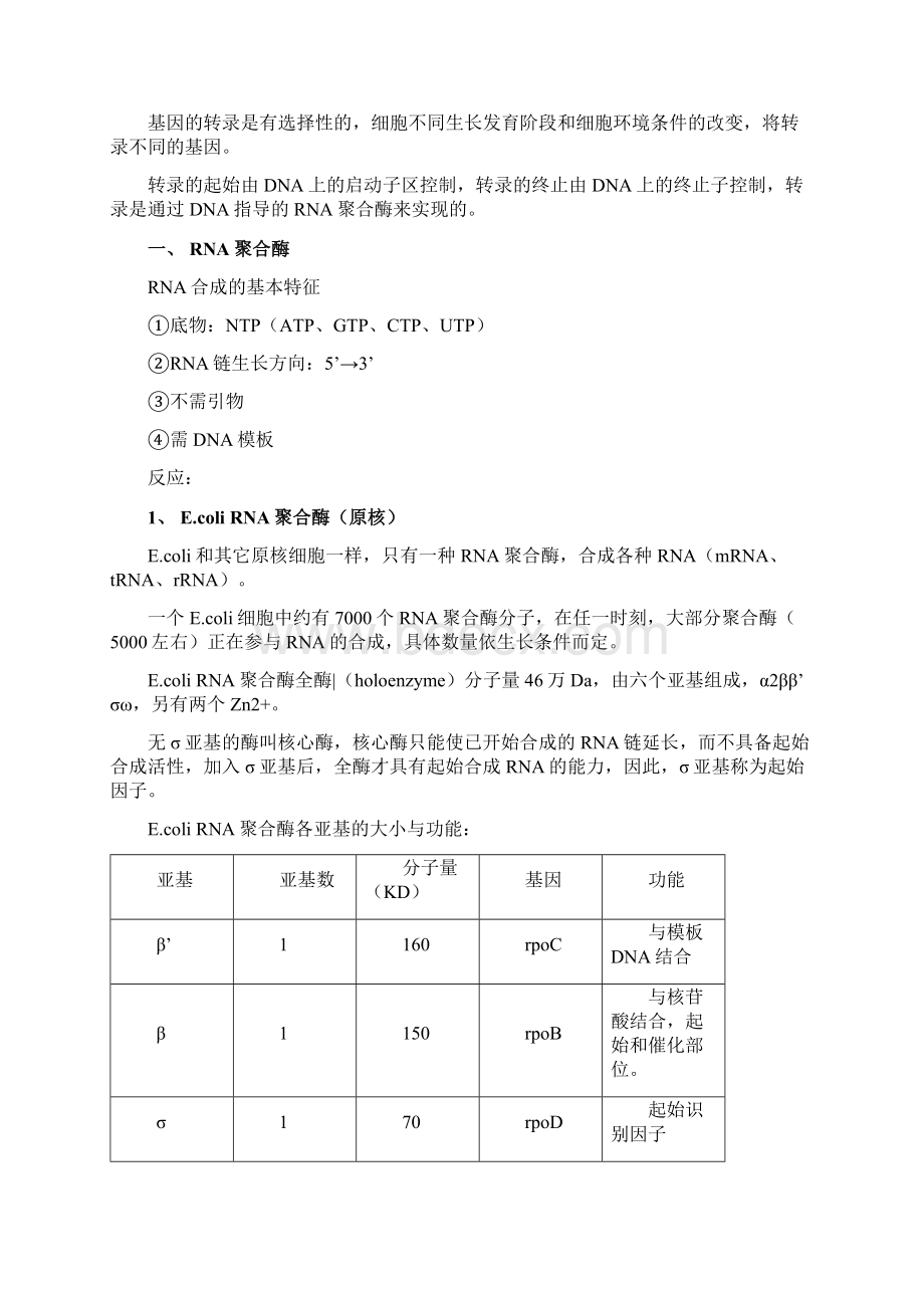 RNA的生物合成Word文档格式.docx_第2页