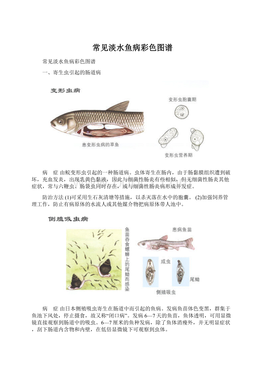 常见淡水鱼病彩色图谱.docx_第1页