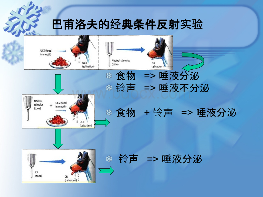 经典条件反射理论.ppt_第3页