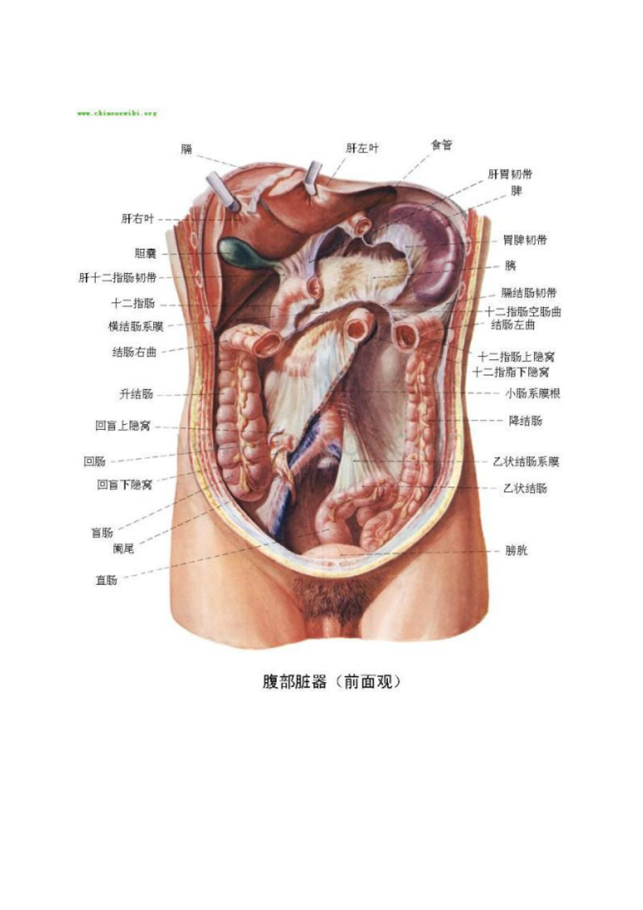 人体内脏位置分布示意图Word格式文档下载.docx_第2页