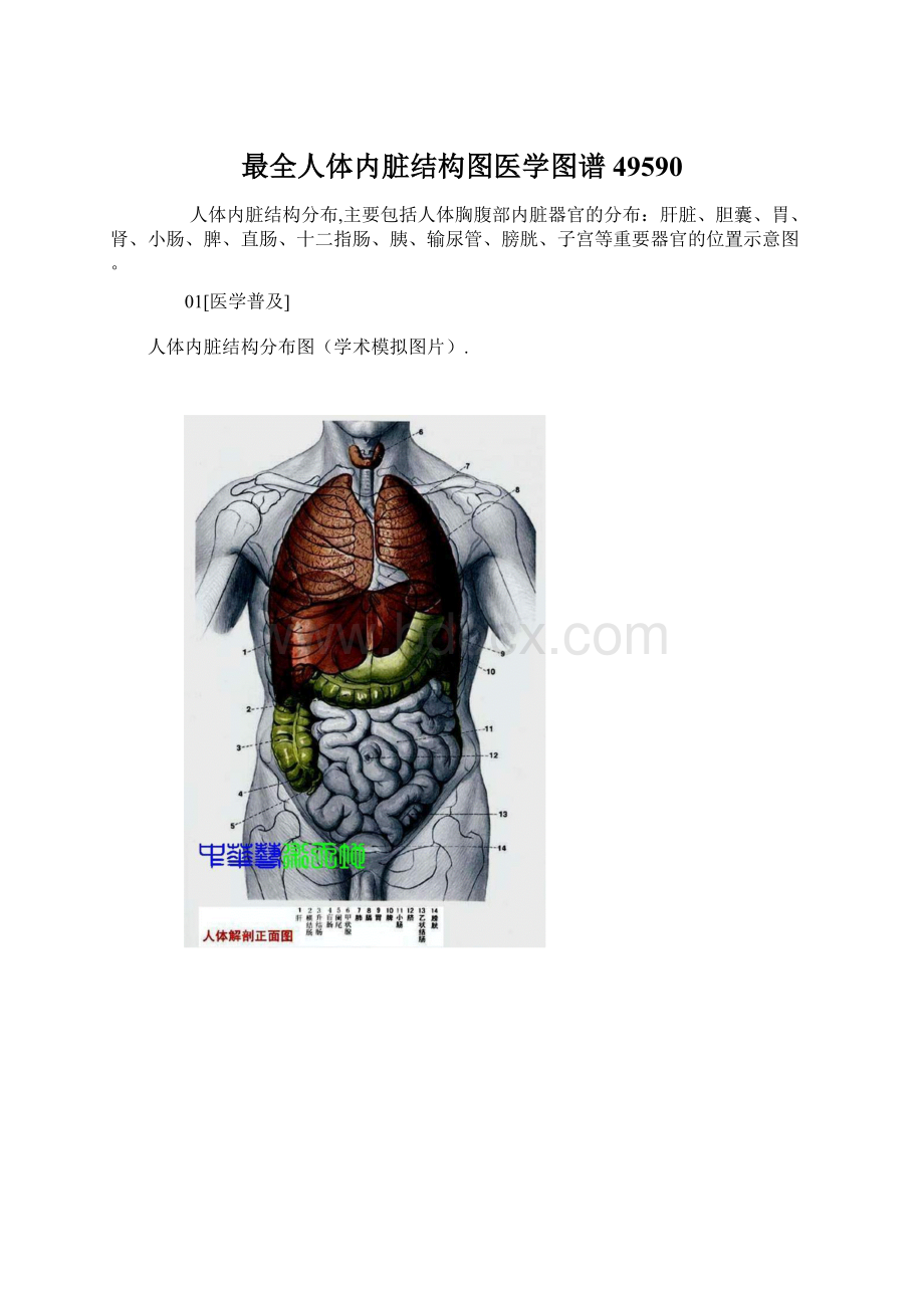 最全人体内脏结构图医学图谱49590Word格式.docx