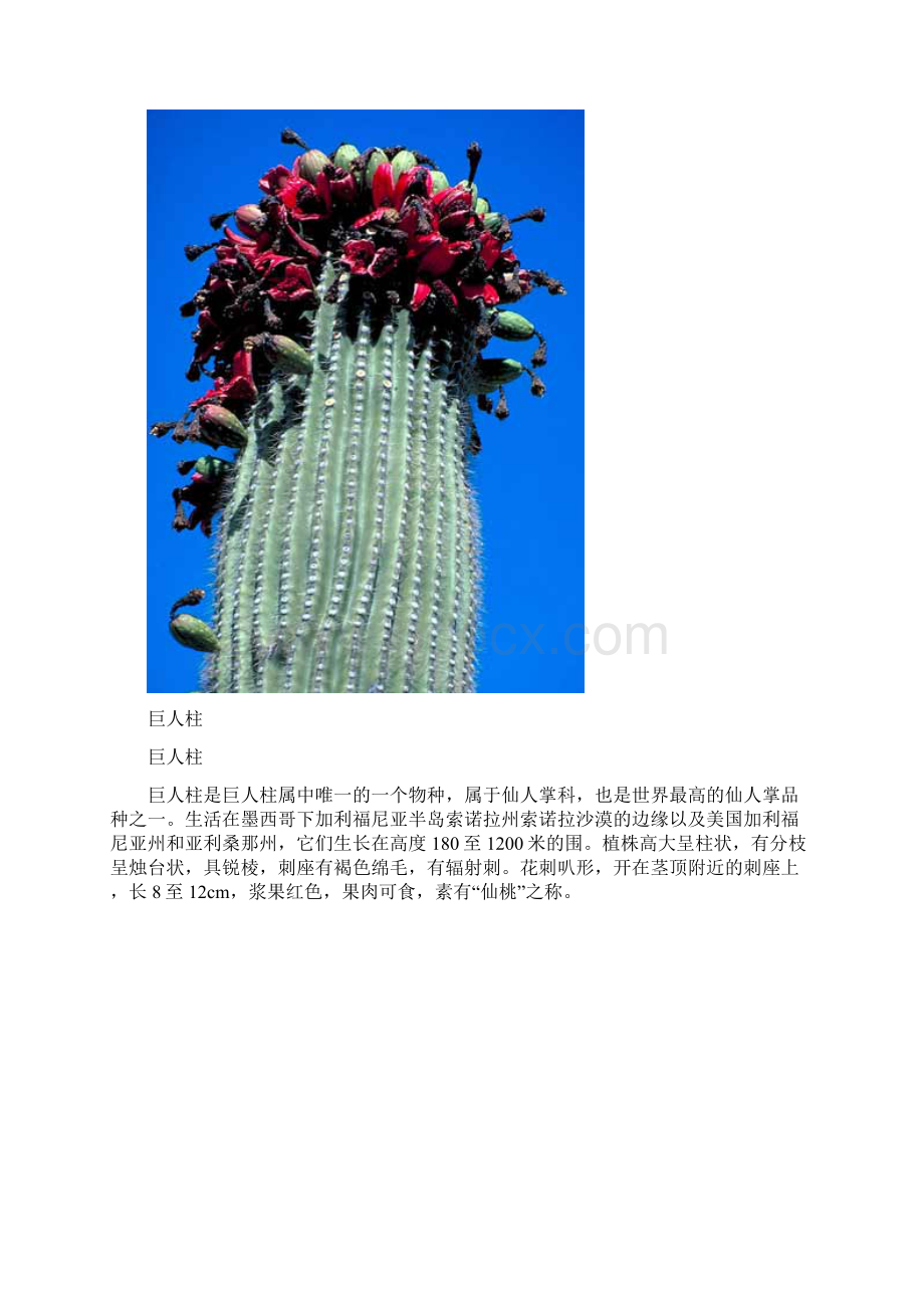 沙漠中的神奇植物.docx_第3页