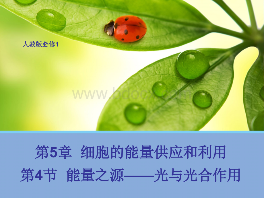 生物5.4-能量之源---光与光合作用-课件1人教版必修1.ppt_第1页