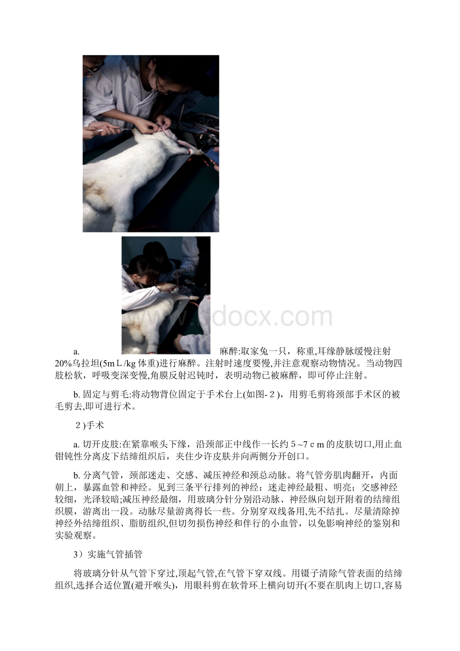 兔子实验报告Word下载.docx_第3页