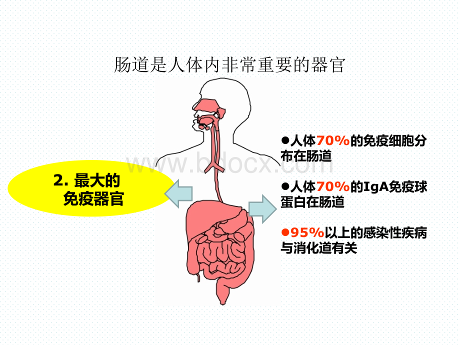 肠道健康科普讲稿.ppt_第3页