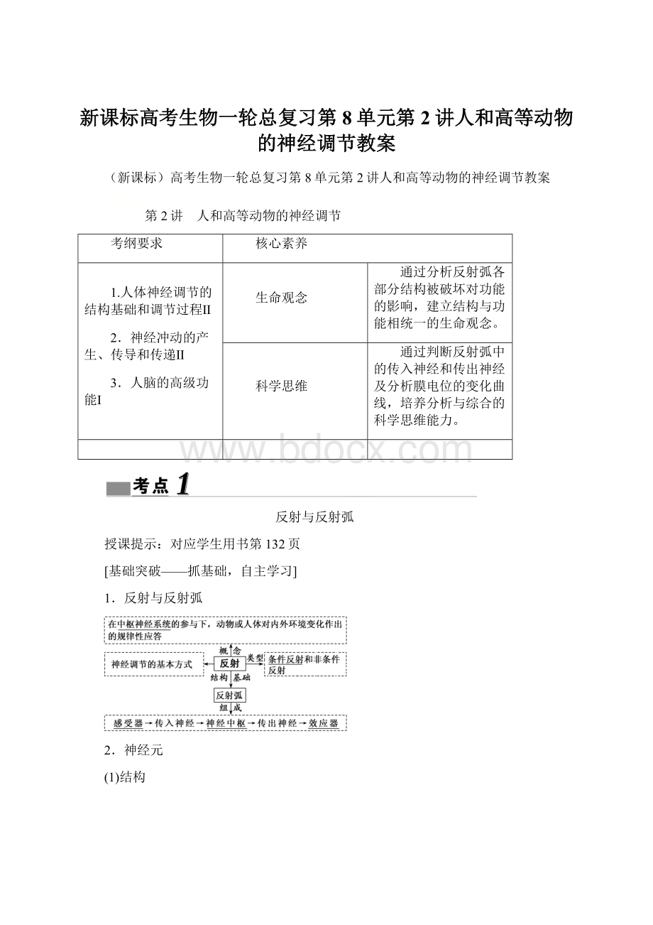 新课标高考生物一轮总复习第8单元第2讲人和高等动物的神经调节教案文档格式.docx