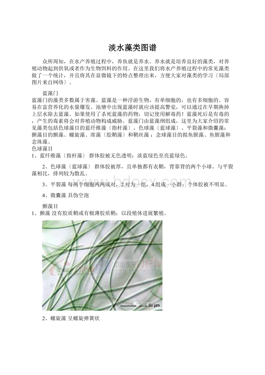 淡水藻类图谱.docx_第1页
