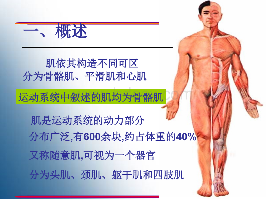 肌肉1.ppt_第2页