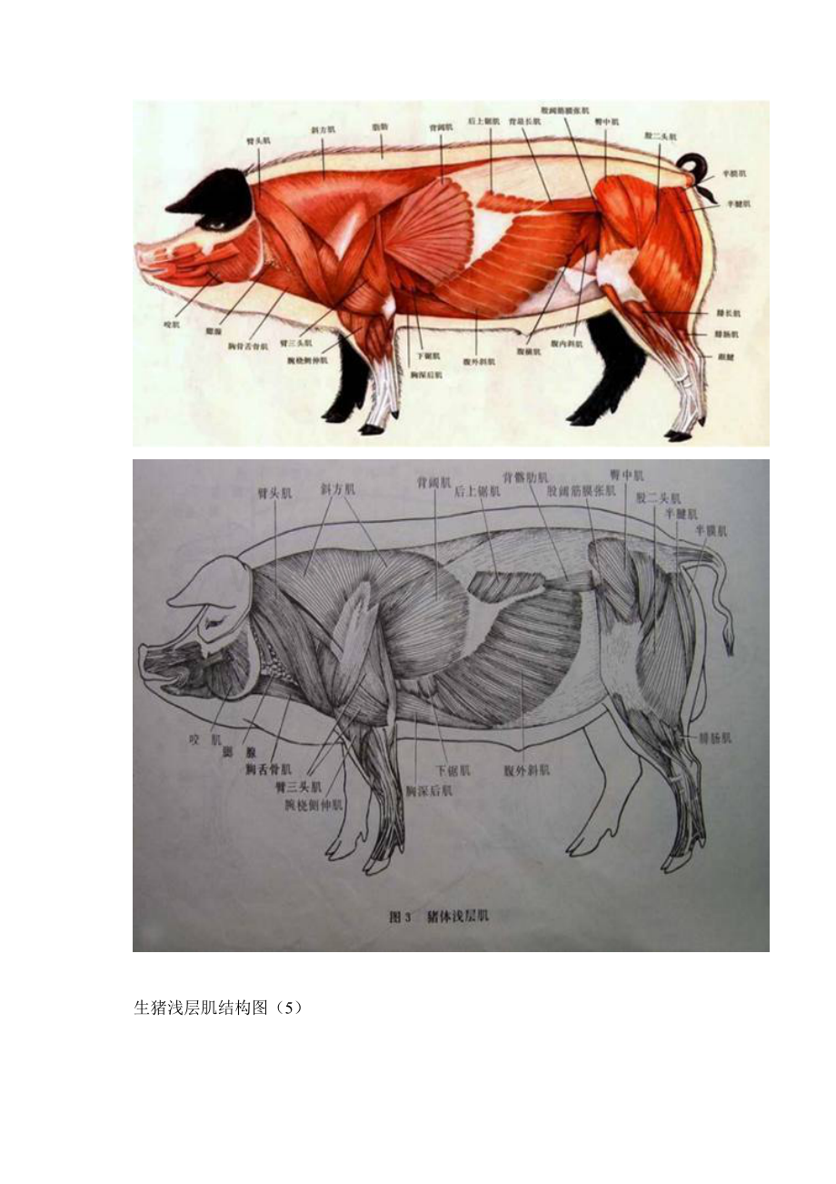 最新猪各部位详细结构图Word文件下载.docx_第3页