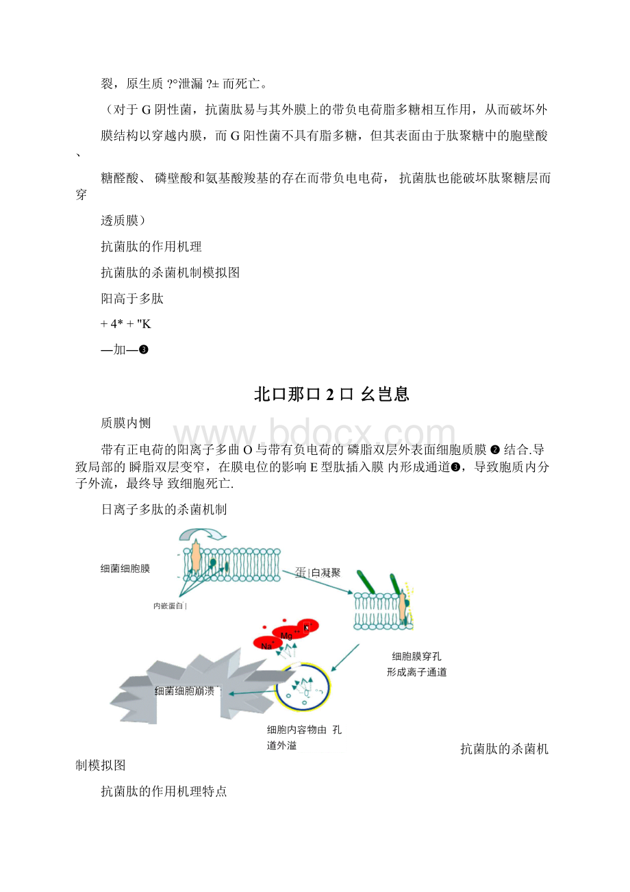 抗菌肽及其在饲料中的应用Word文件下载.docx_第2页