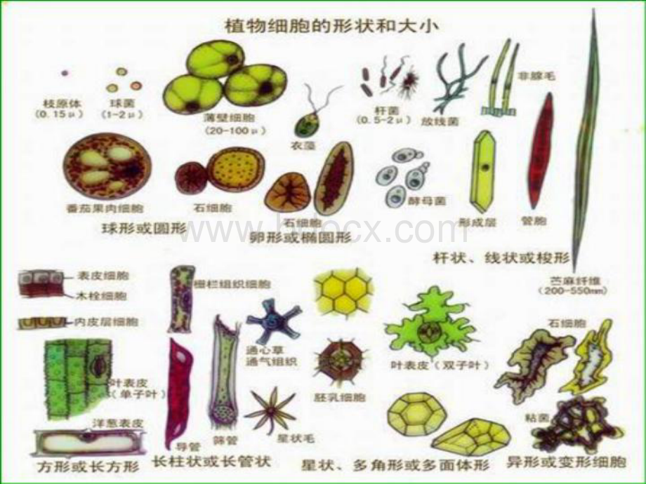 《植物细胞的结构和功能》教学课件PPT格式课件下载.ppt_第3页