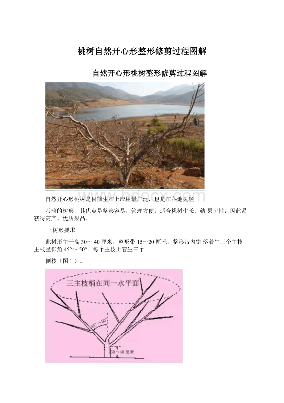 桃树自然开心形整形修剪过程图解.docx_第1页